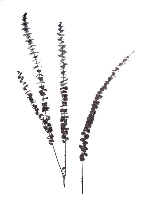 Eucalyptus Baby-Washed Purple