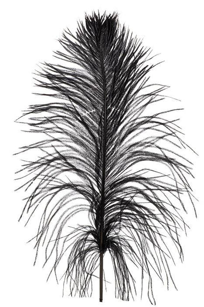 14 - 16" Ostra Feather Black Pkg/12