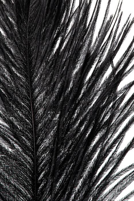 14 - 16" Ostra Feather Black Pkg/12