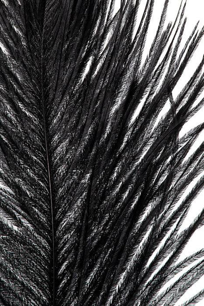 14 - 16" Ostra Feather Black Pkg/12
