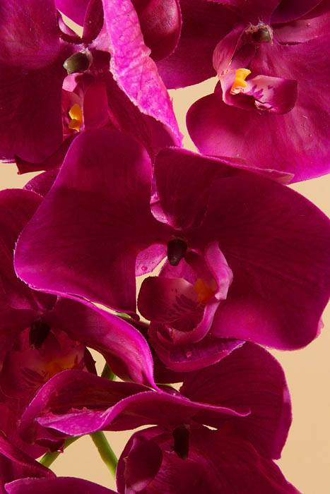 41" Phalaenopsis Spray Purple