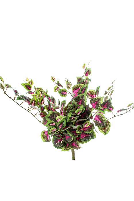 20&quot; Mini Coleus Bush Fuchsia/green