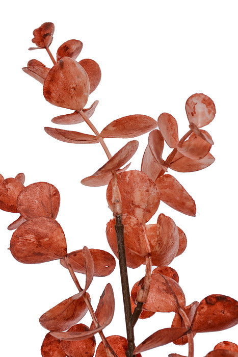 19" Eucalyptus Bundle Coral