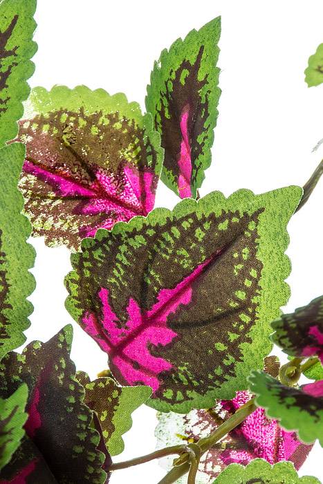 20&quot; Mini Coleus Bush Fuchsia/green