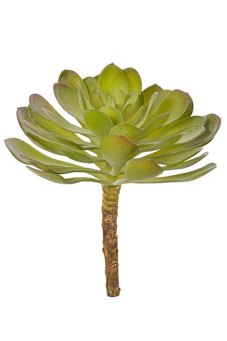 6" Soft Aeonium Pick Green/Grey