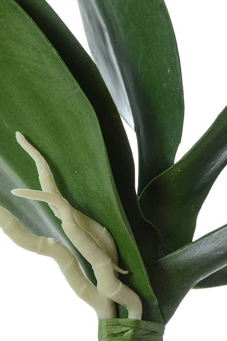 10" Phalaenopsis Leaf Plant Green