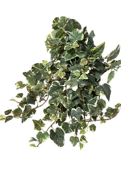 20" Kangaroo Ivy Bush Variegated Green