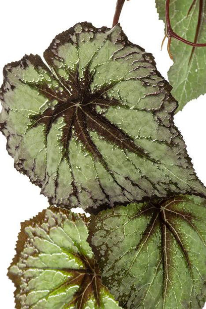 43" Begonia Leaf Hanging Spray Green/purple