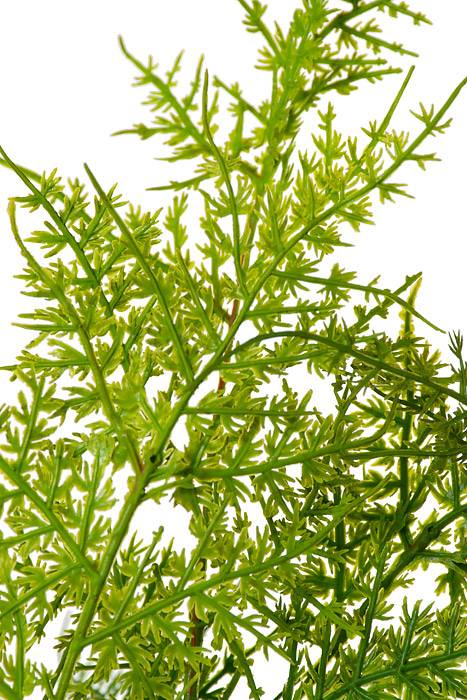 35&quot; Asparagus Spray Two Tone/green