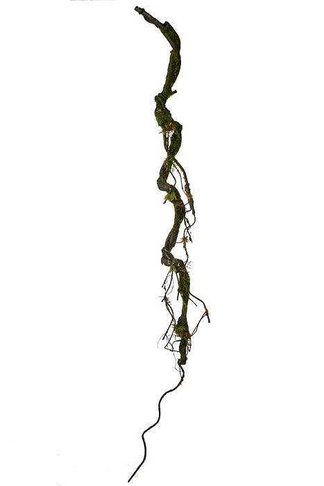 52" Moss Branch Garland Green