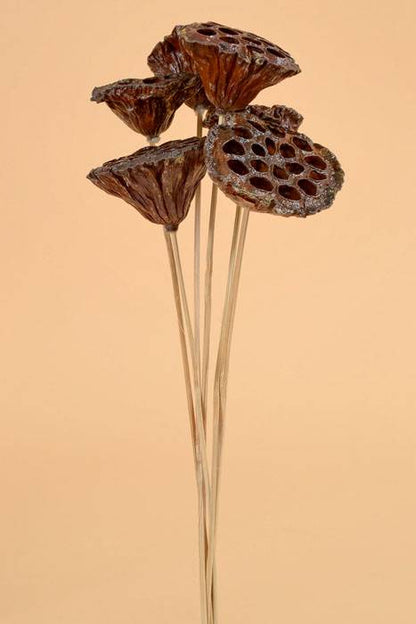 16" Natural Polished Lotus Pod W/stem Brown Pkg/6