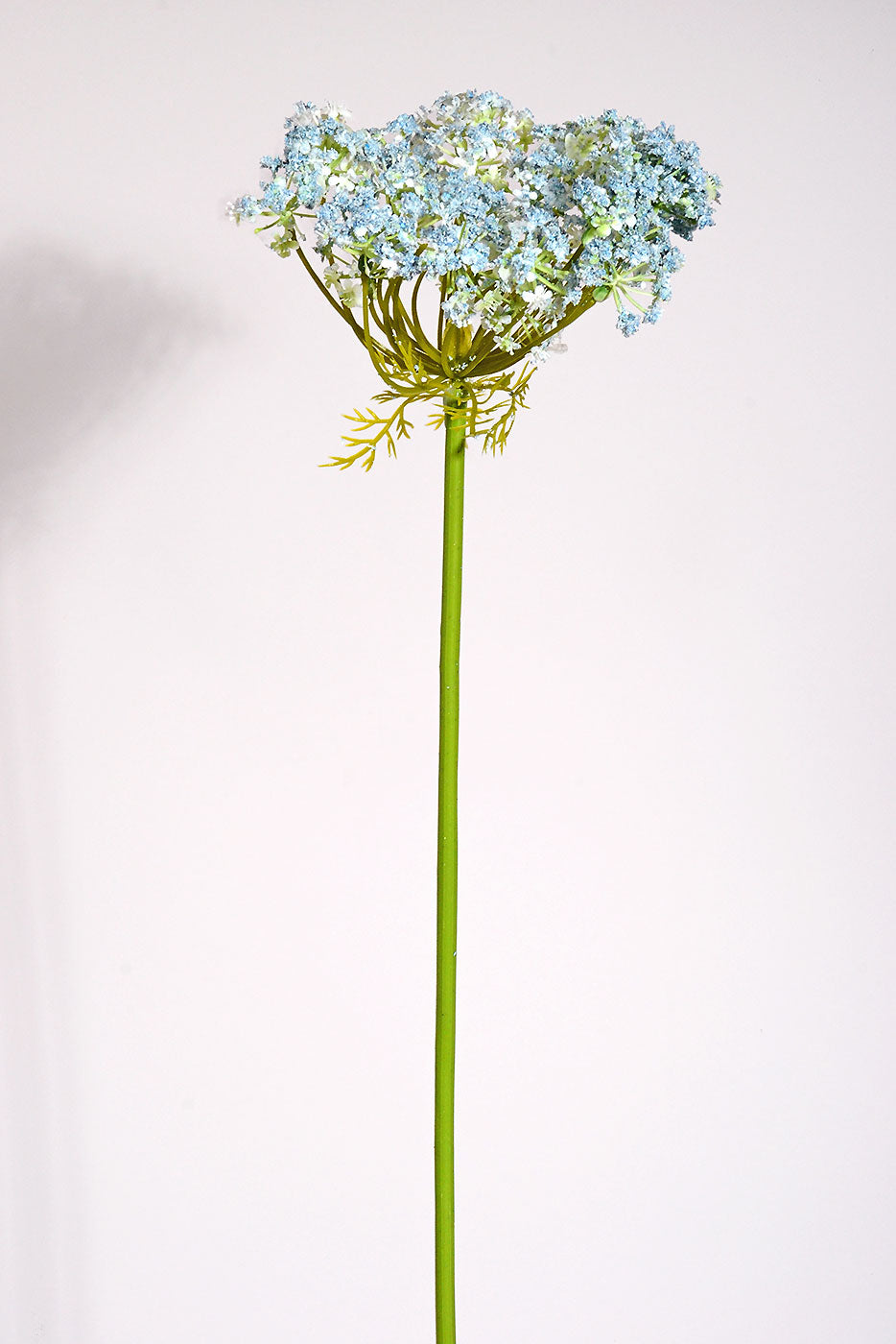 35" Silk Queen Anne&