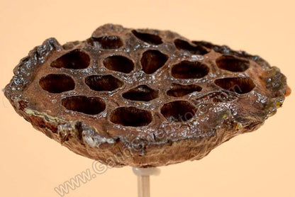 16" Natural Polished Lotus Pod W/stem Brown Pkg/6