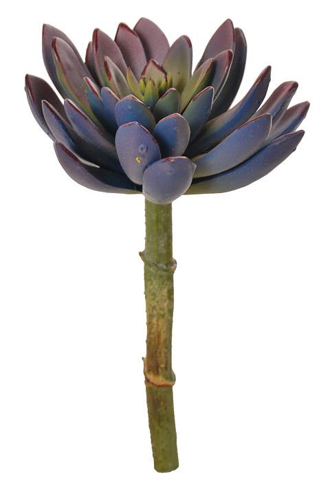 8" Echeveria Pick Lavender/Green