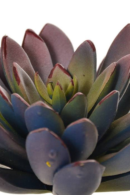 8" Echeveria Pick Lavender/Green
