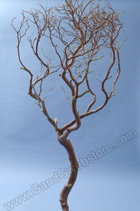 48" Natural Manzanita Branch Brown