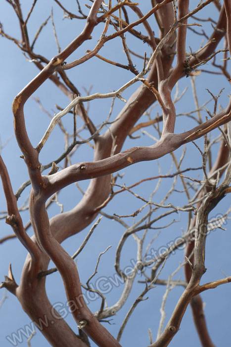 48" Natural Manzanita Branch Brown