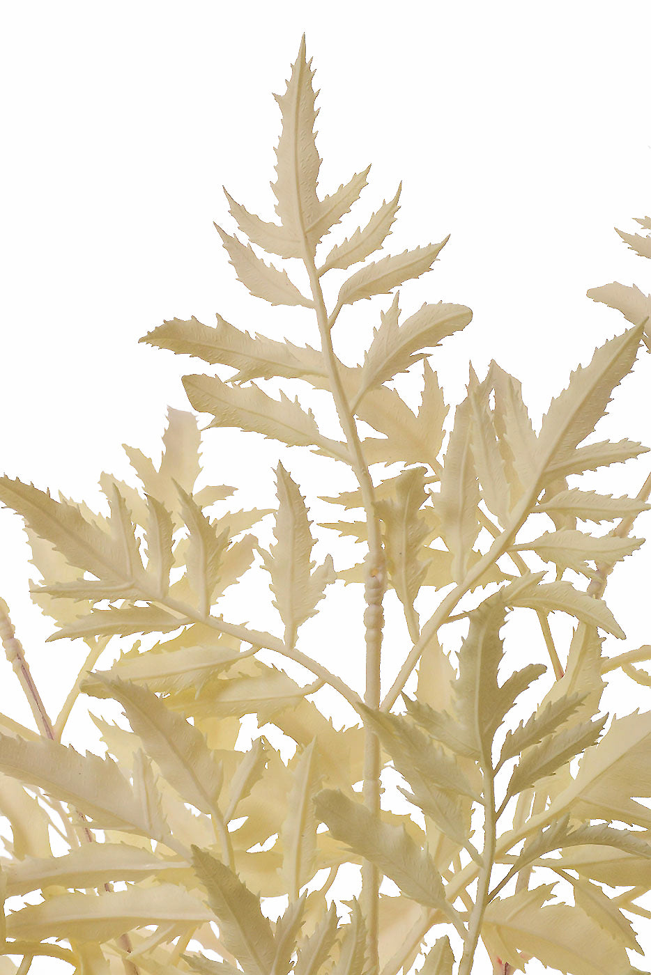 20" Fern Bush Cream