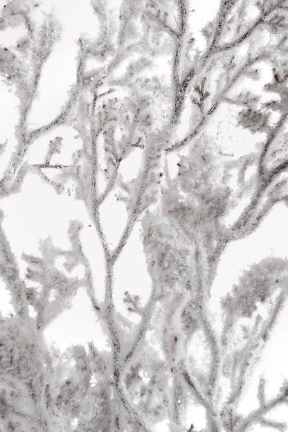 30" Snowed Artificial Twig Stem Bundle White