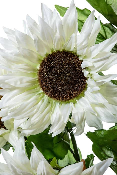 30" Sunflower Bush Cream