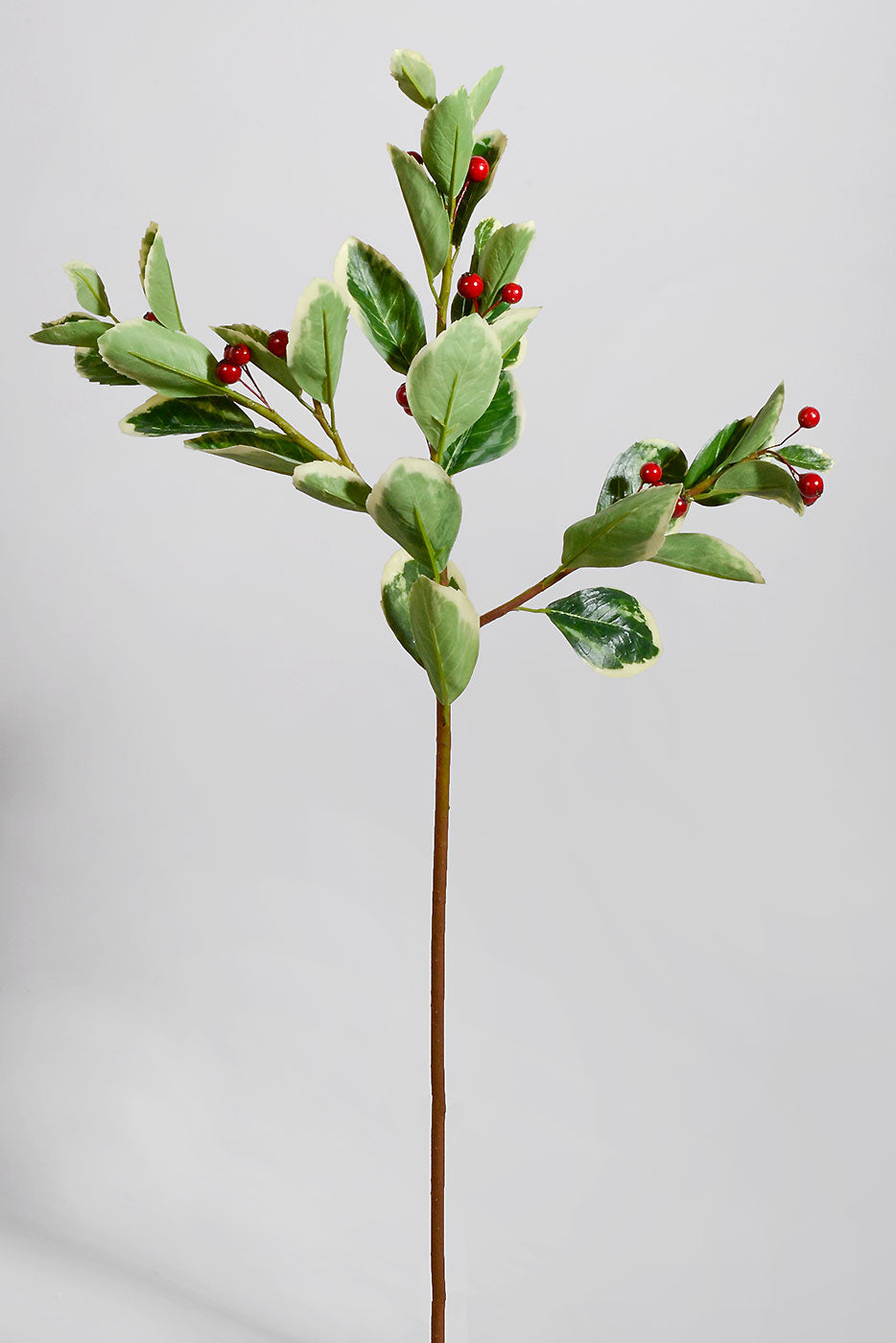 25" Euphorbia Marginata With Berries Spray Red/Green/White