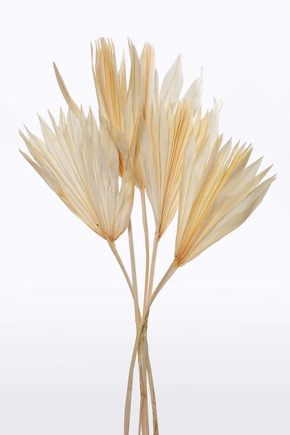 19" Dried Small Sun Palm Pkg/5 Bleach White