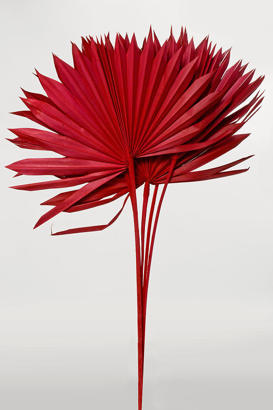 24.5" Dried Small Sun Palm Pkg/5 Red