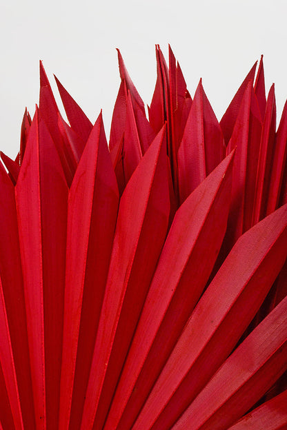 24.5" Dried Small Sun Palm Pkg/5 Red