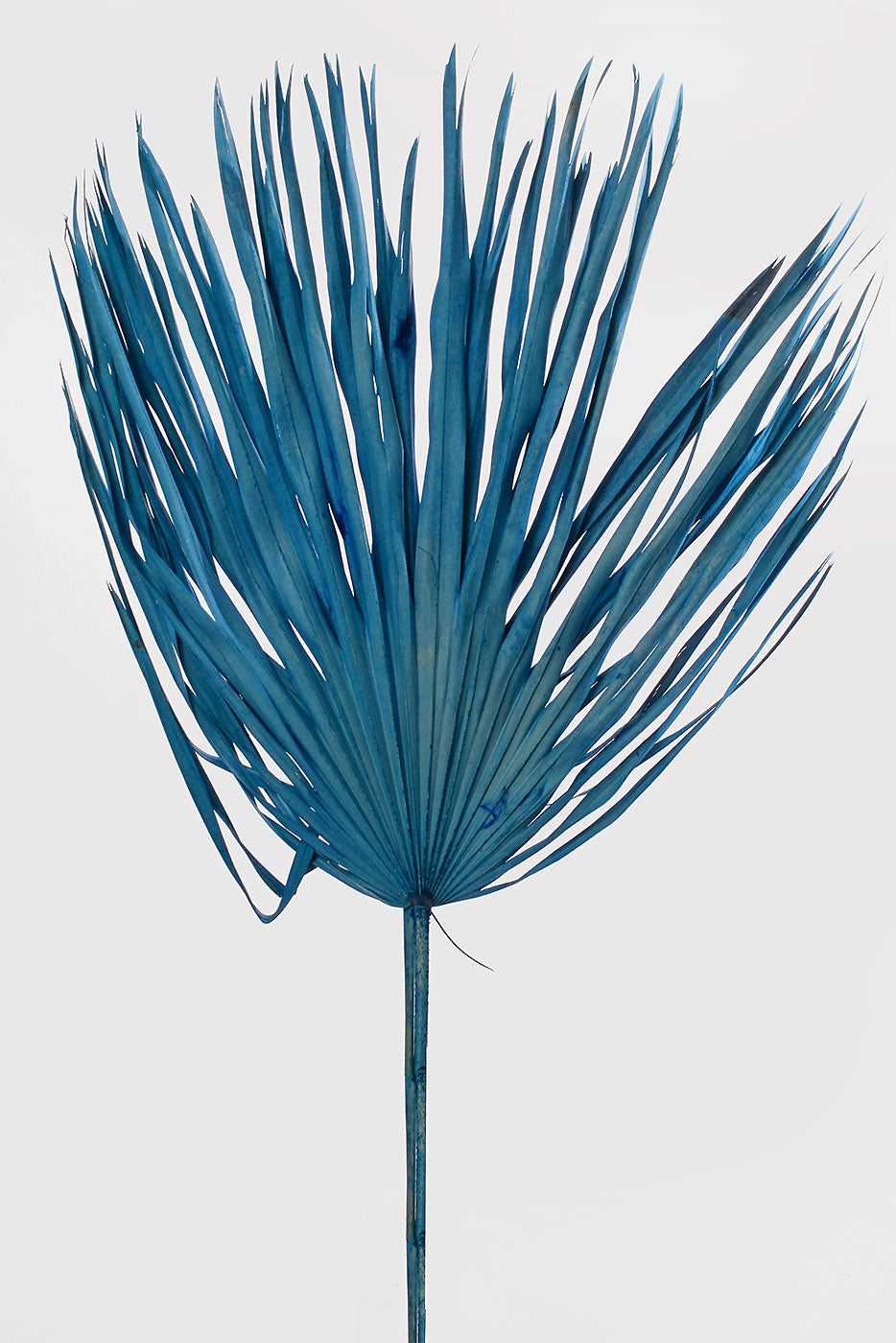 32"  Whole Dried Palm Blue  PKG/3