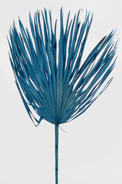 32"  Whole Dried Palm Blue  PKG/3