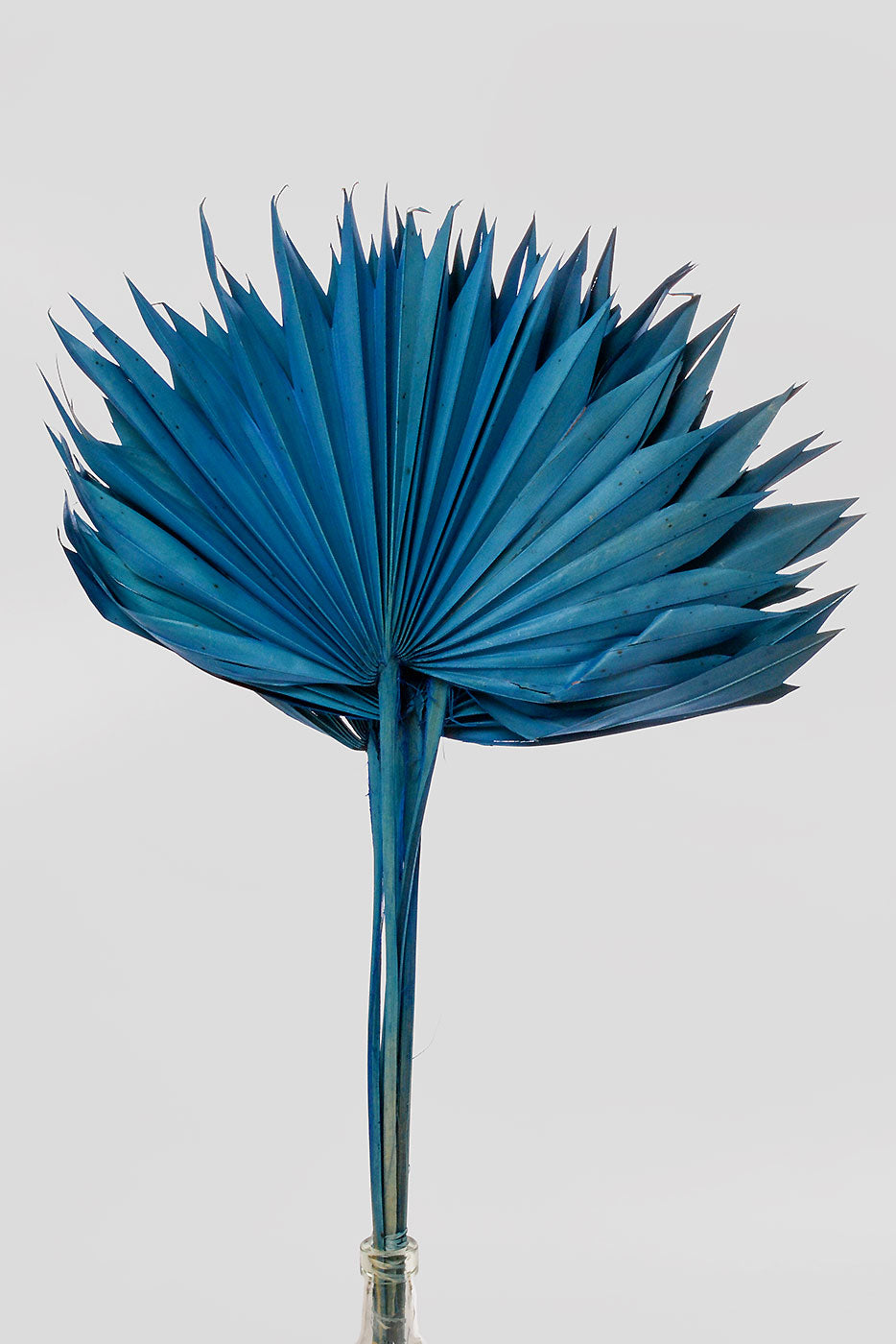 24.5" Dried Small Sun Palm Pkg/5 Blue