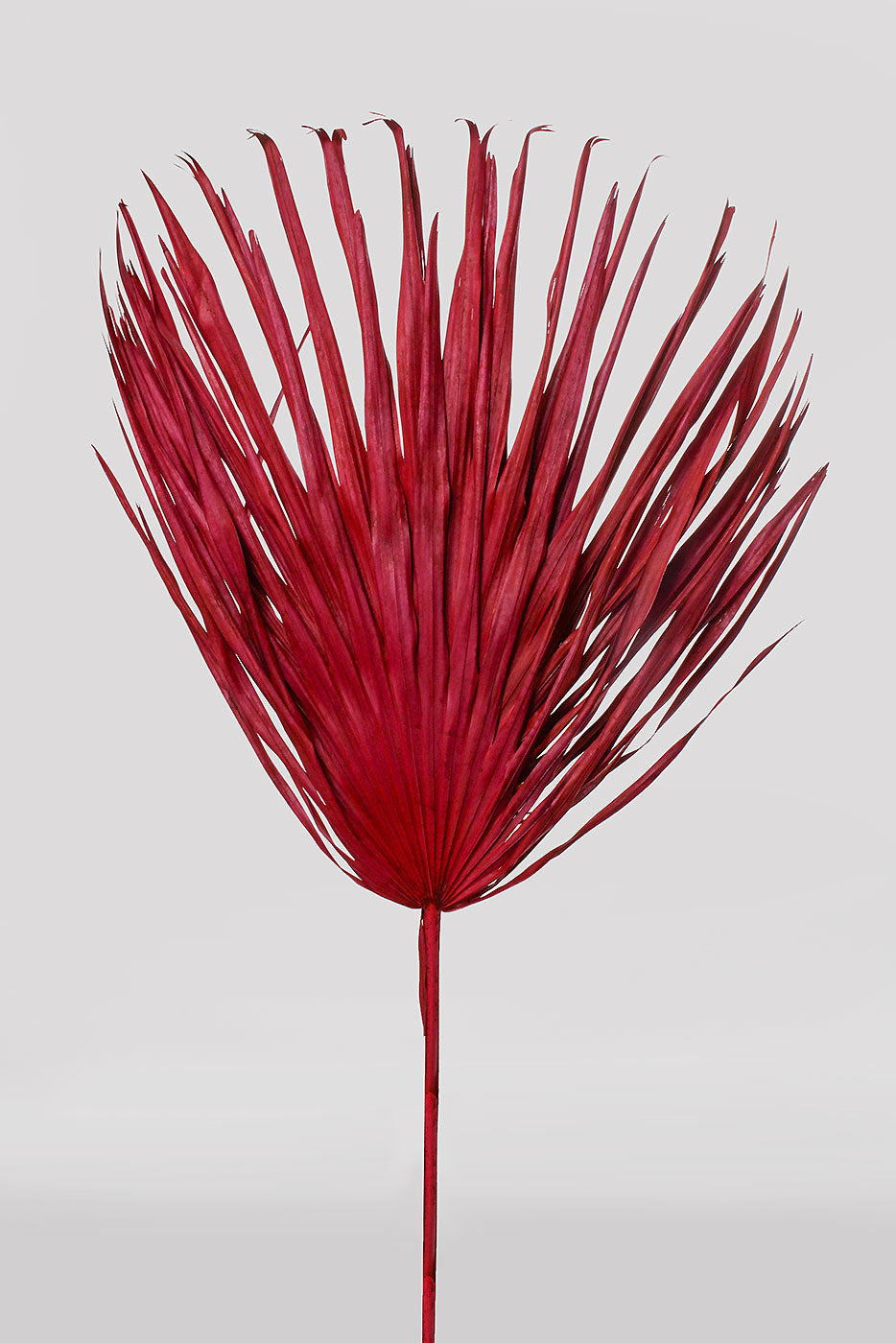 32"  Whole Dried Palm Red PKG/3