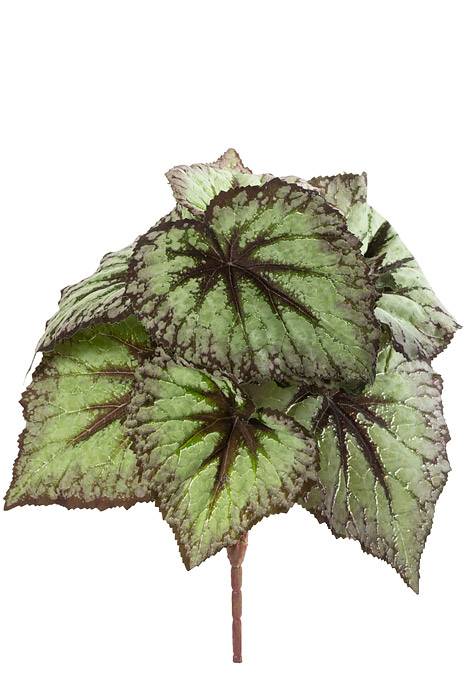 9&quot; Begonia Leaf Bush Green/purple