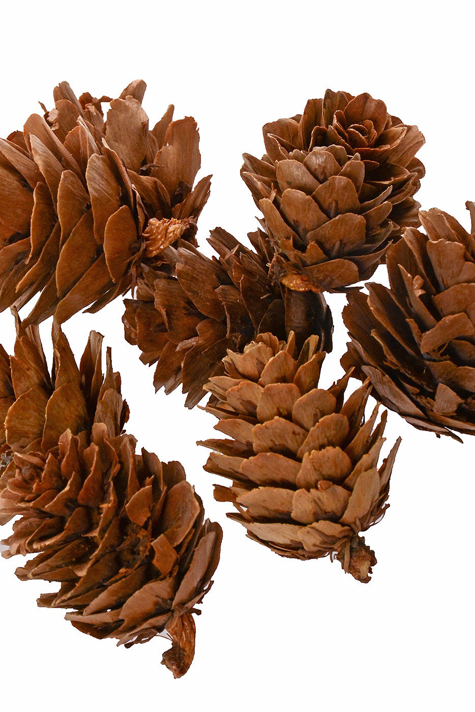 Mini Pine Cone 1/2 Lb/Pkg Natural
