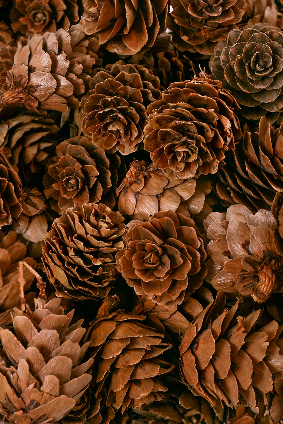 Mini Pine Cone 1/2 Lb/Pkg Natural