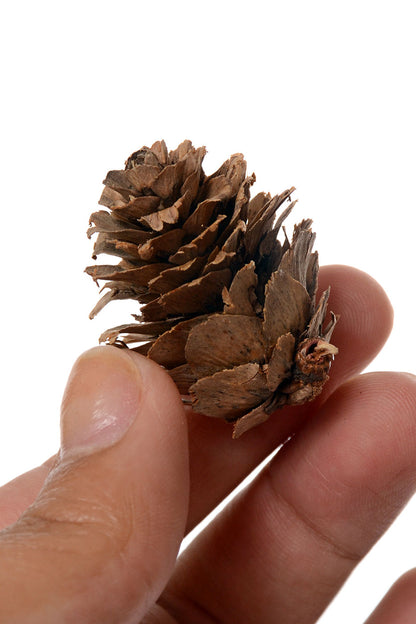 Mini Pine Cone 1/2 Lb/Pkg Natural