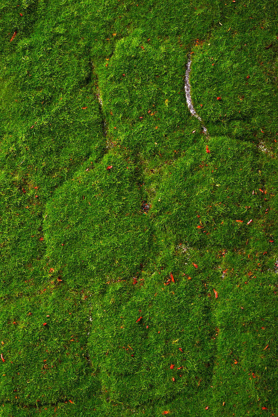 40" X 40" Artificial Mood Moss Sheet Green