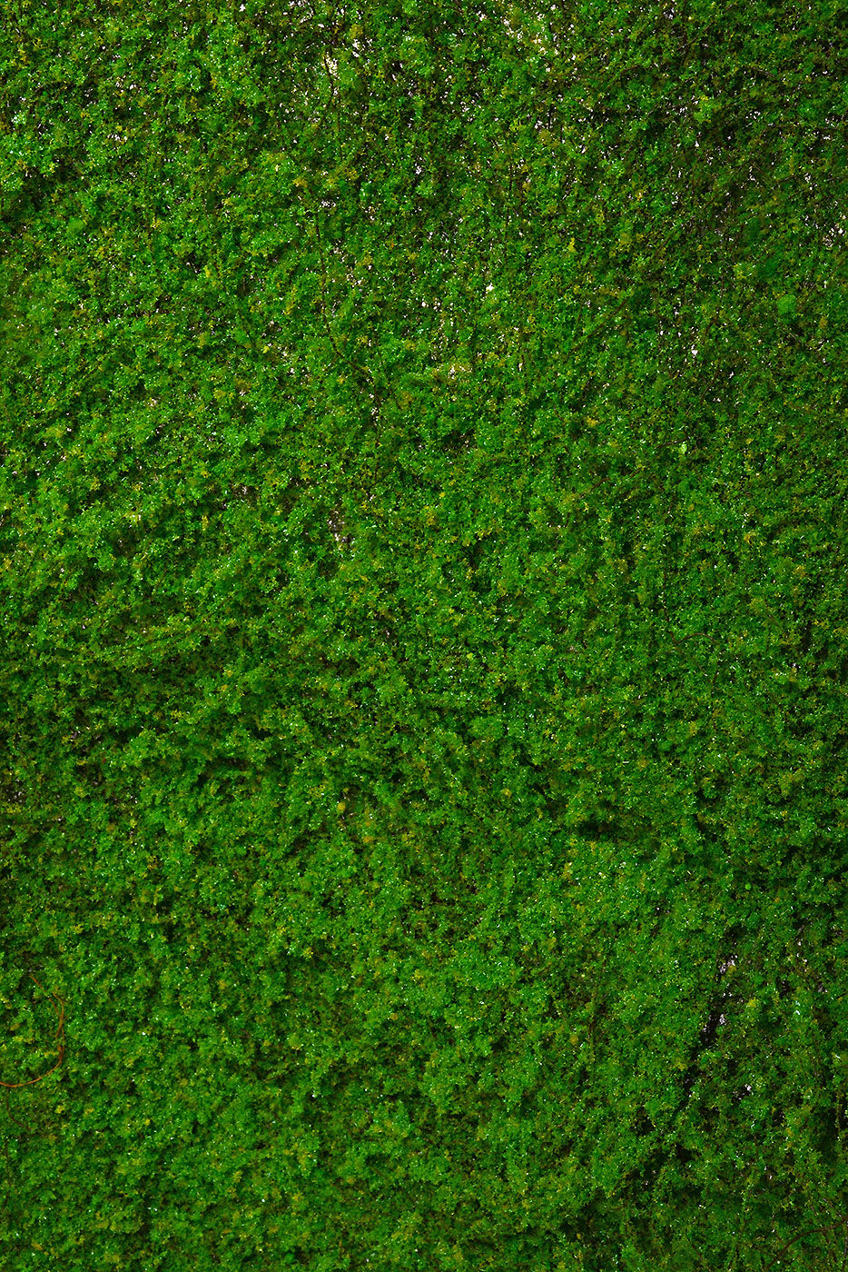 40" X 40" Moss Sheet Green