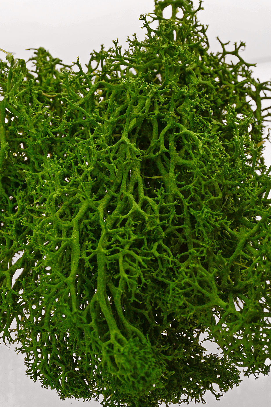 Reindeer Moss 1Lb/Pkg Green