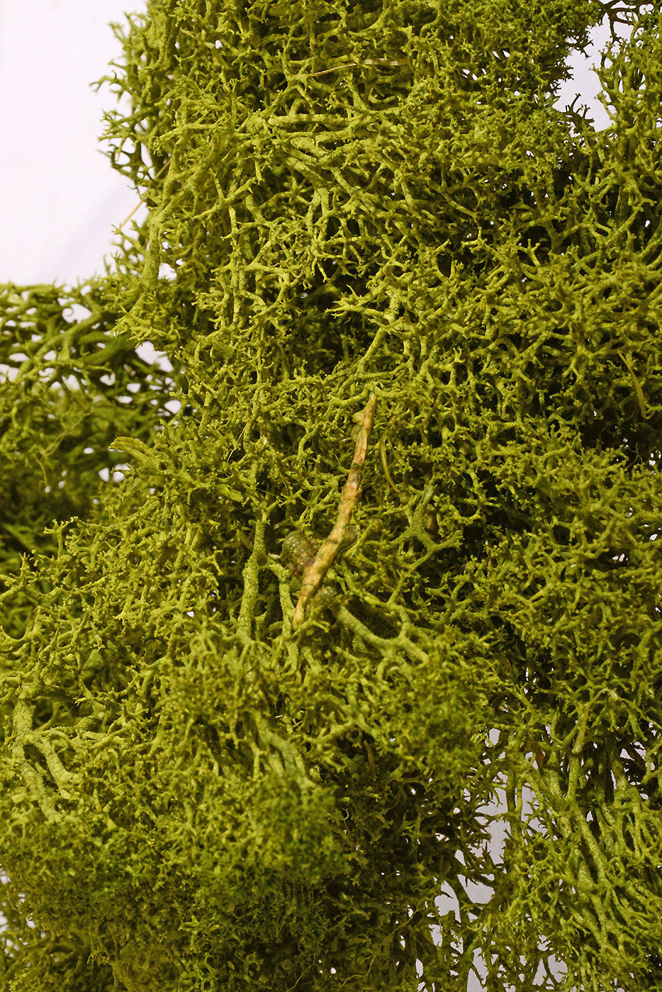 Reindeer Moss 1Lb/Pkg Light Green