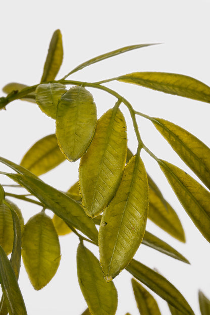 40" Artificial Ruscus Leaf Spray Green