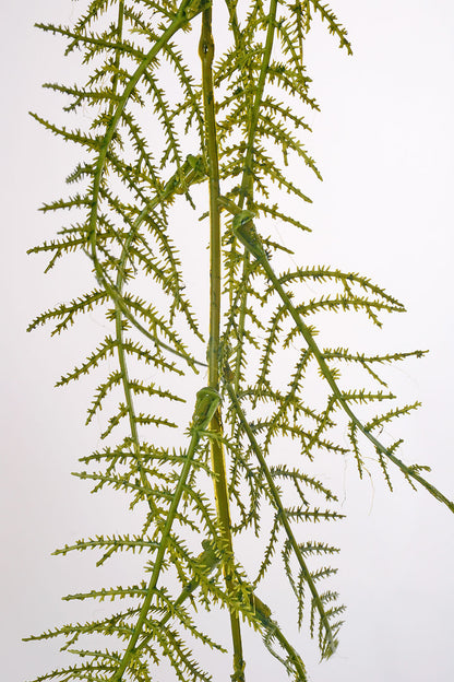40" Asparagus Fern Spray  Green