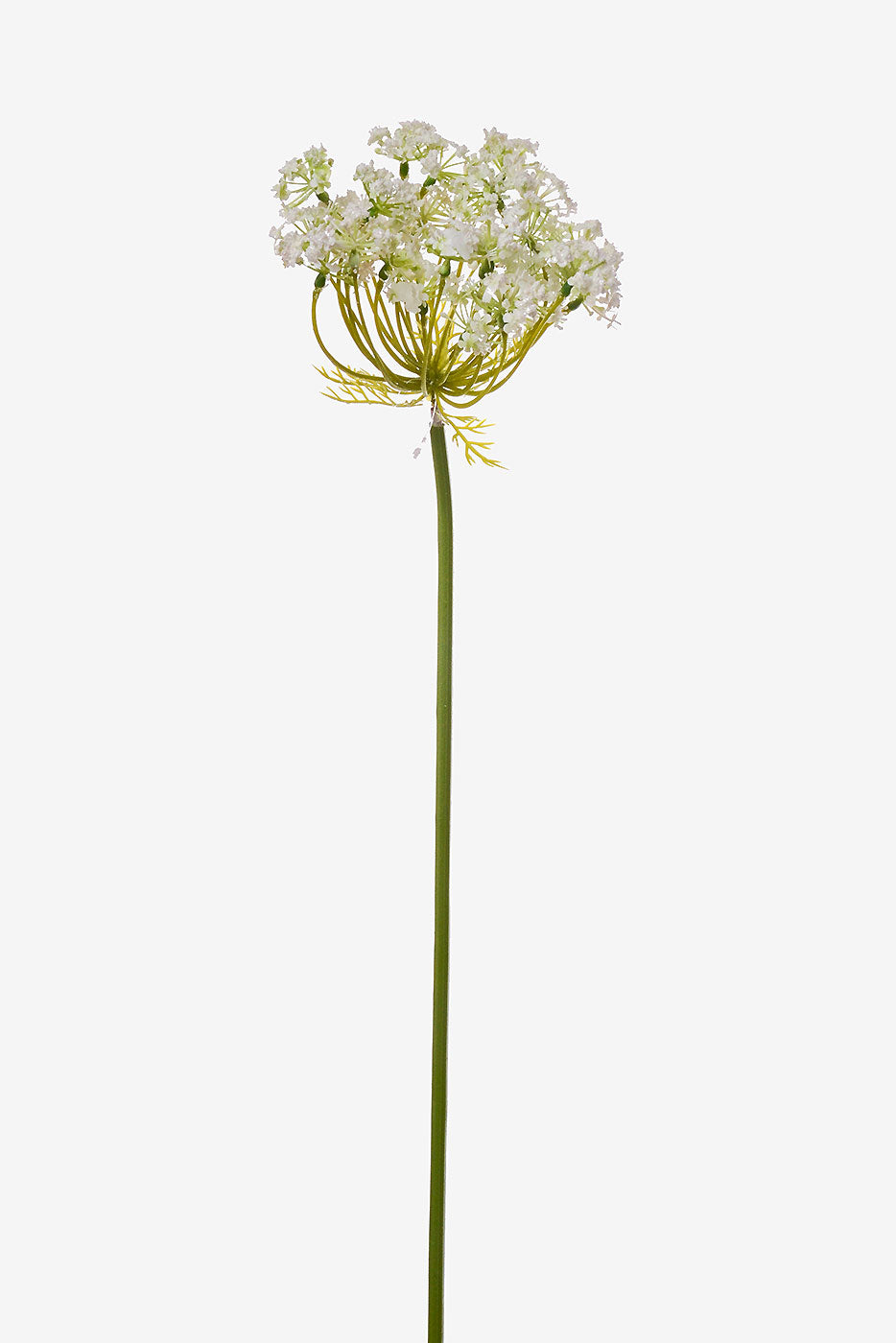 35&quot; Queen Anne&