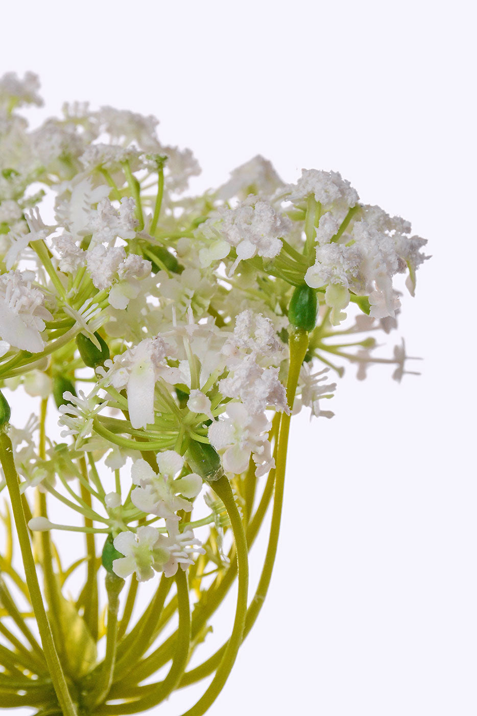 35&quot; Queen Anne&