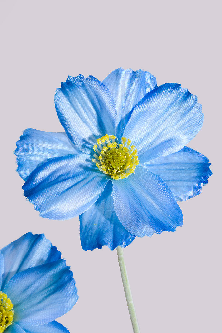 23.5" Silk Cosmos Spray Blue