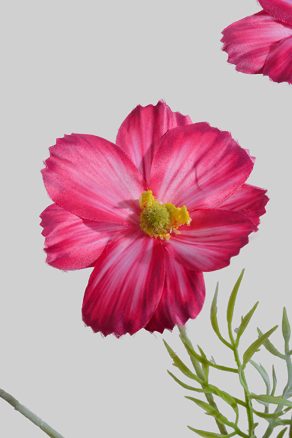 23.5" Silk Cosmos Spray Fuchsia