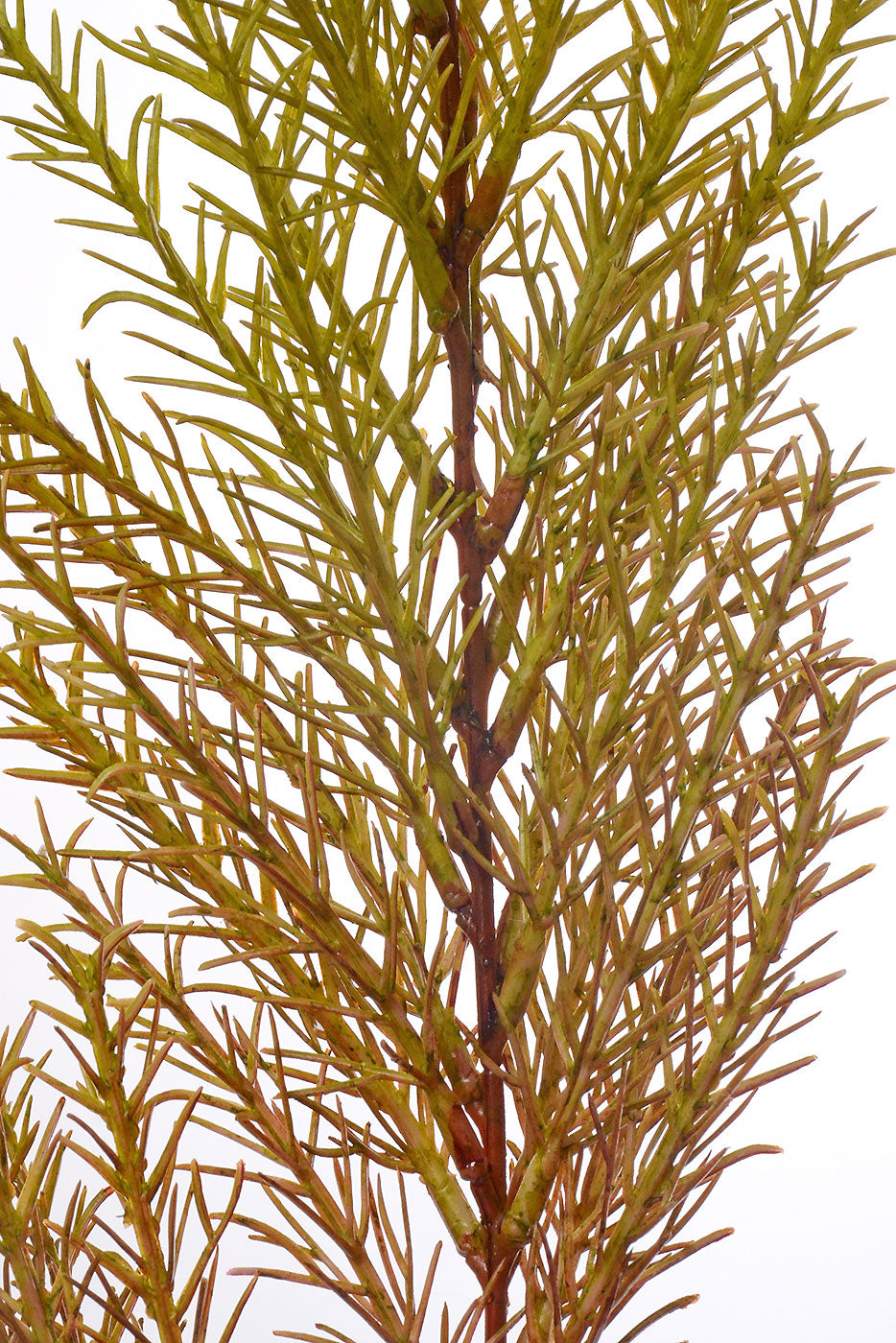 29" Clubmoss Spray Light Green