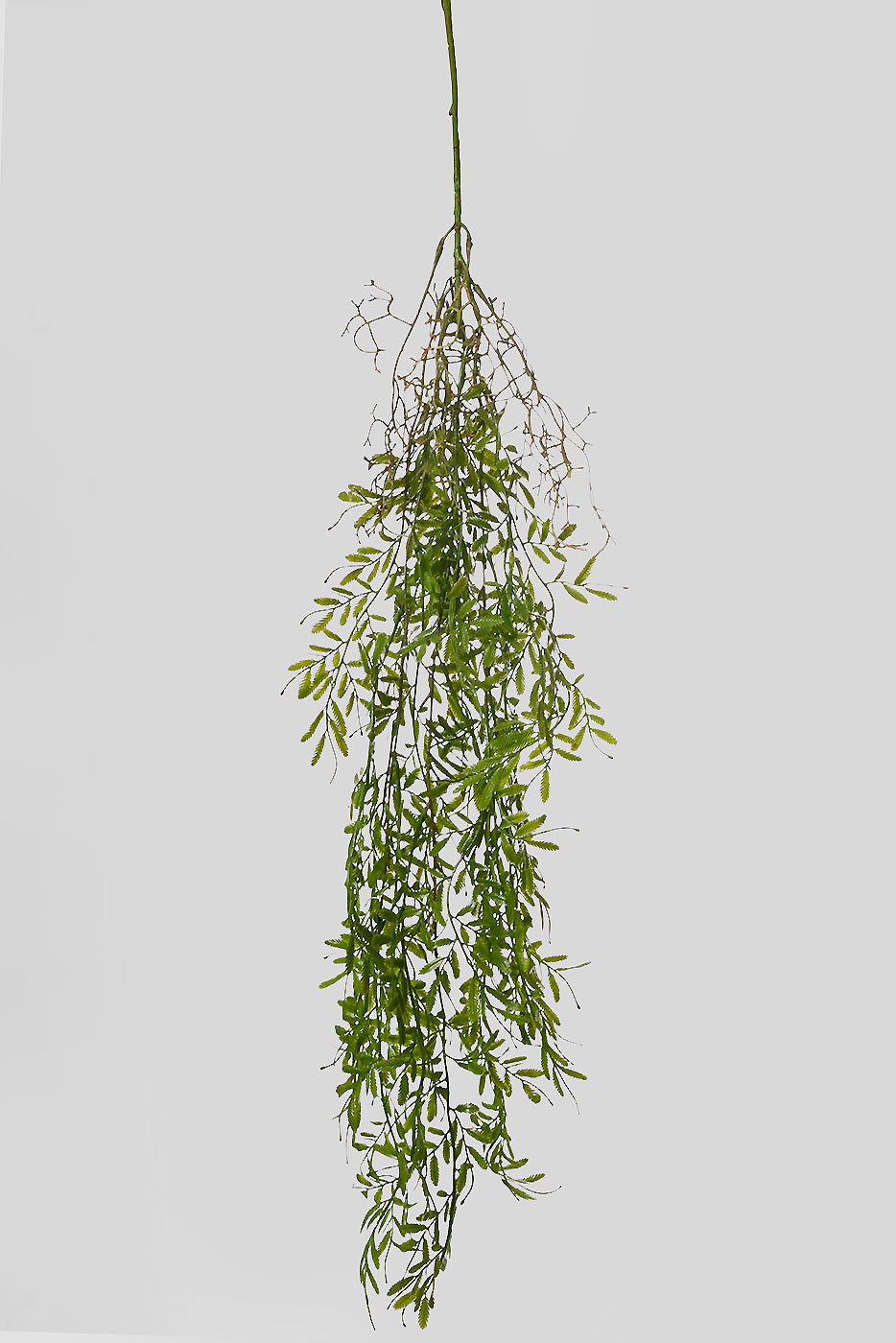 38"  Smilax Hanging Bush Green