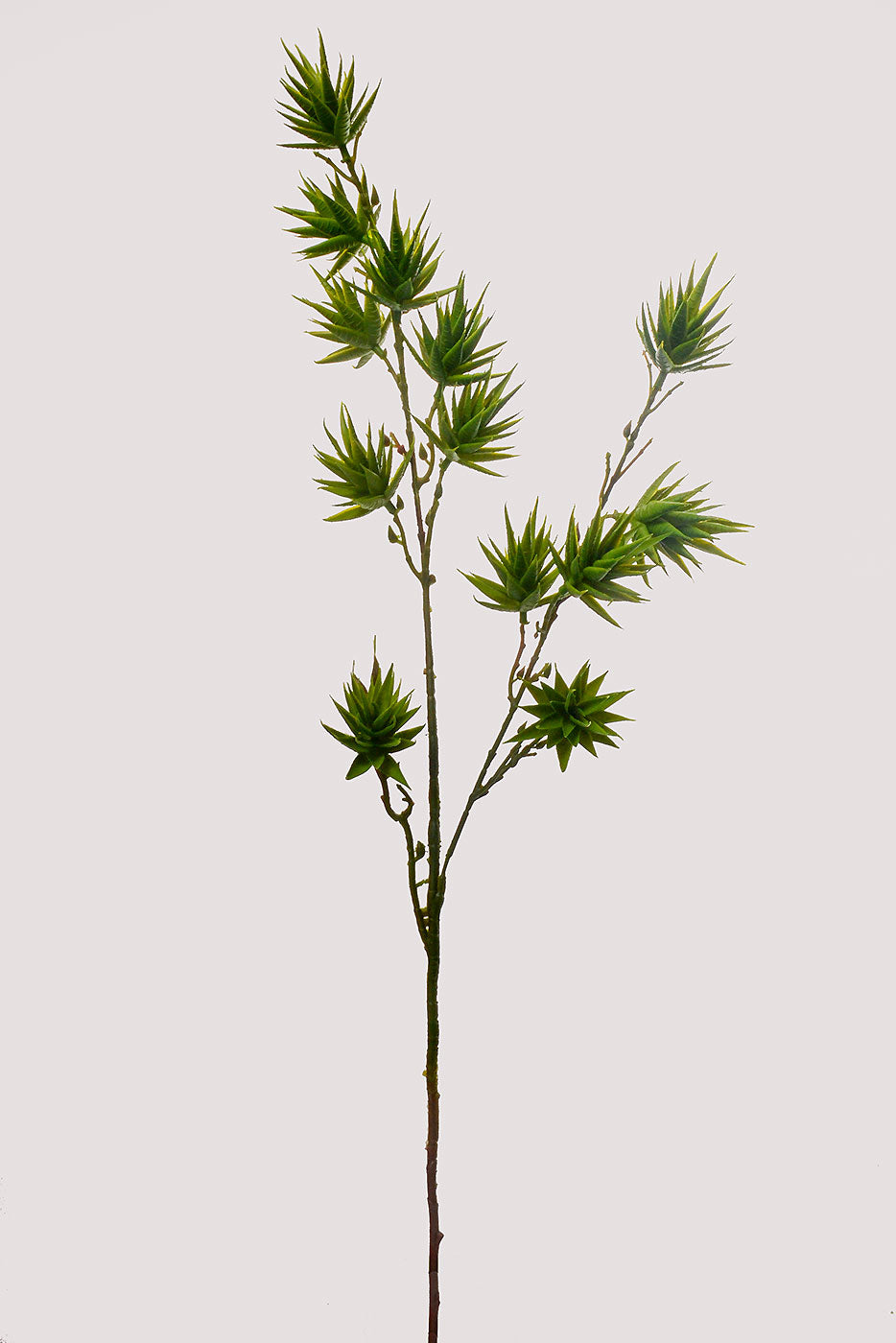 35" Aloe Vera Spray Green