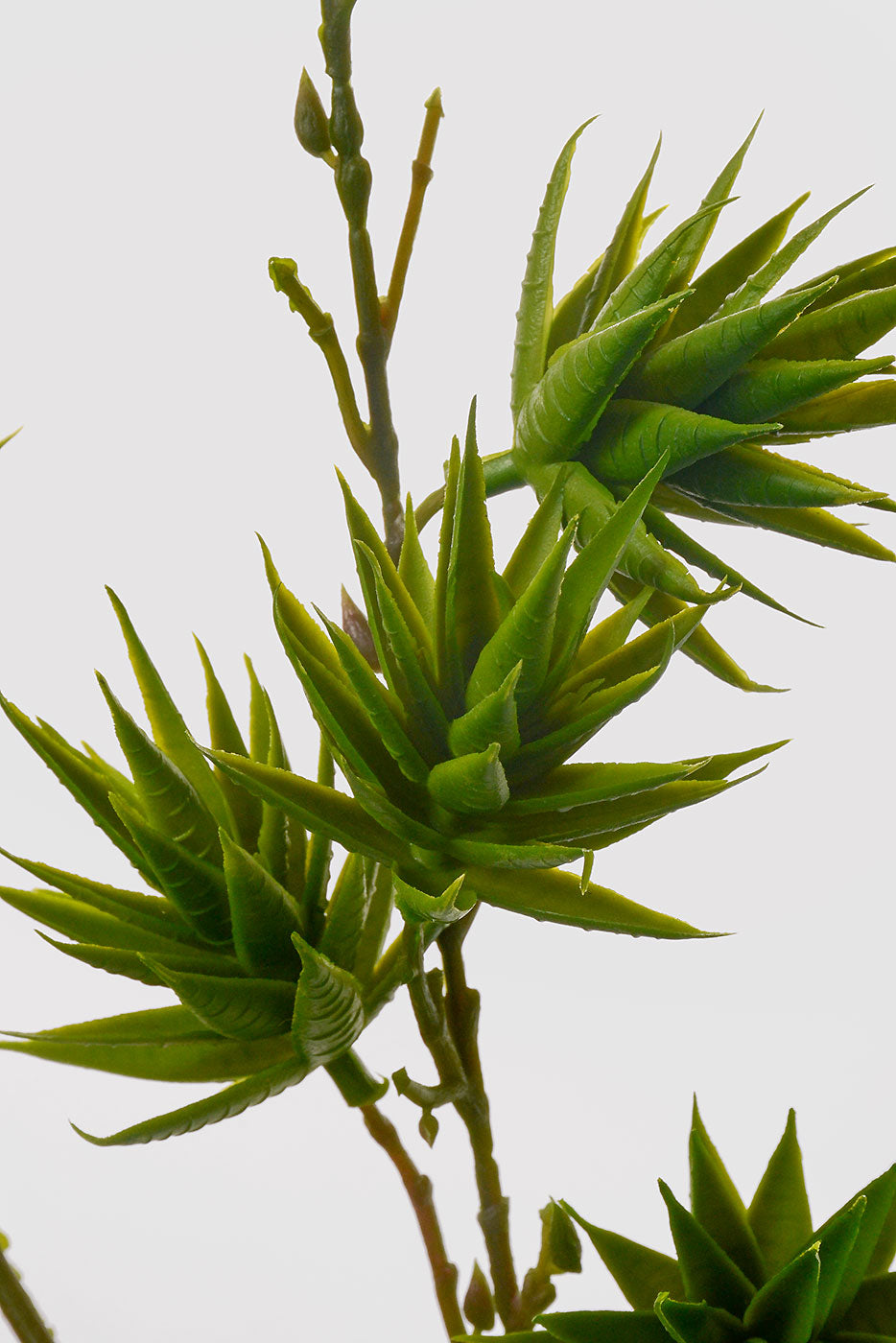 35" Aloe Vera Spray Green